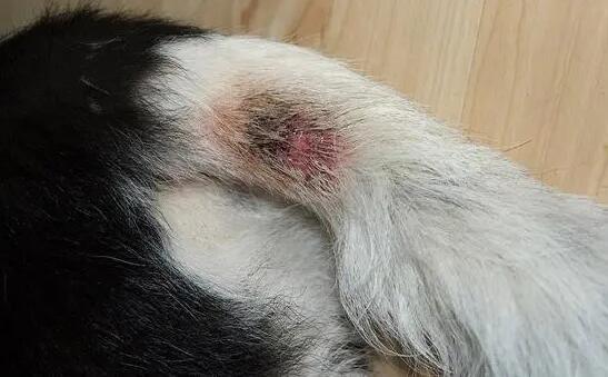 狗湿疹怎么样好得快一点