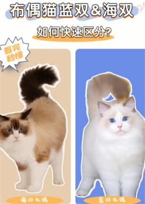 海双和蓝双的区别
