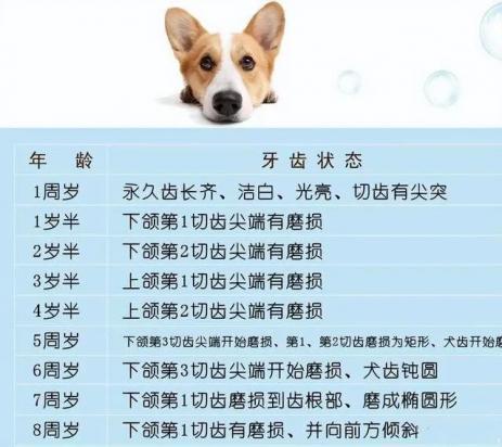 狗的年龄看牙齿怎样分辨?-图3