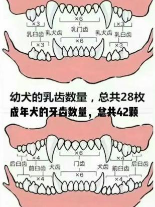 狗的年龄看牙齿怎样分辨?-图1
