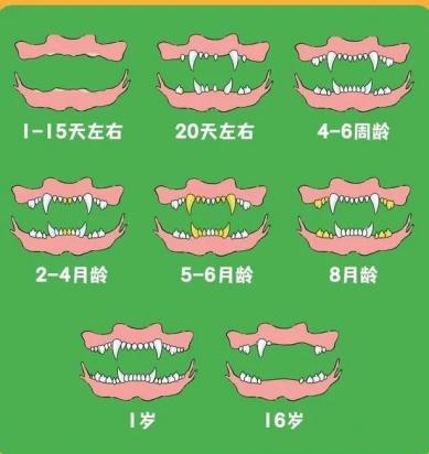 狗的年龄看牙齿怎样分辨?-图2