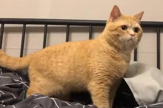 品相极高的橘猫-图1