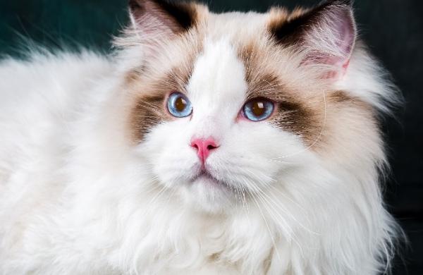 长的像精灵的猫-图1