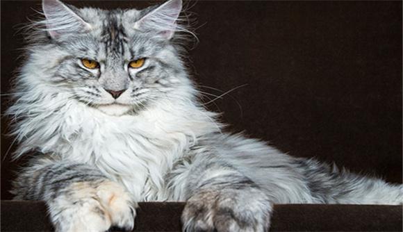 威风的猫品种-图1