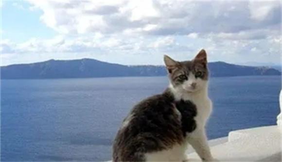 爱琴猫学名叫什么