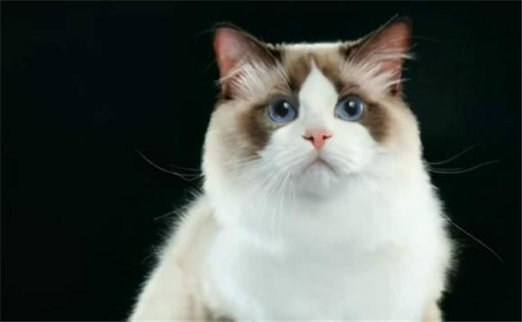 什么颜色的猫长大好看-图1