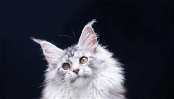 什么品种的猫最高冷霸气-图1