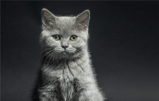 狸花猫能在笼子里养吗-图1