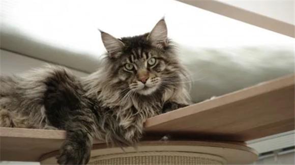 长相霸气的猫品种-图1