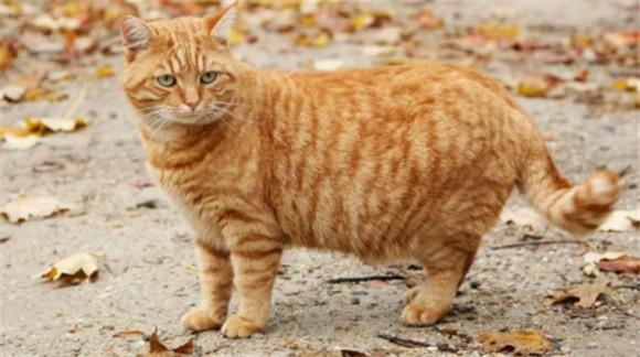 橘猫虎斑纹是什么品种-图1