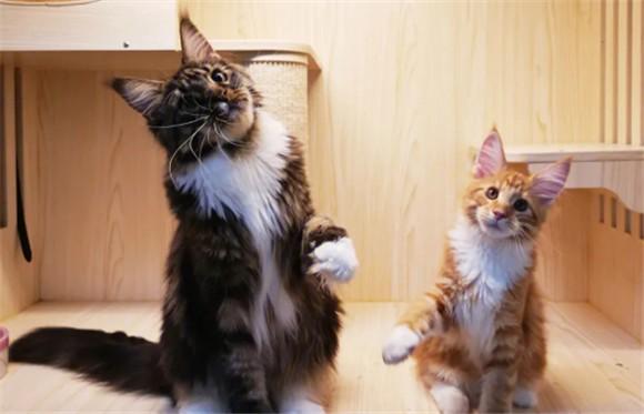 缅因猫与缅甸猫的区别-图1