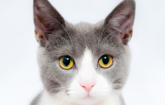 换猫砂猫会不适应吗-图1