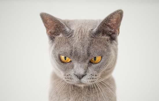 小猫晚上特别闹腾影响睡觉怎么办-图1