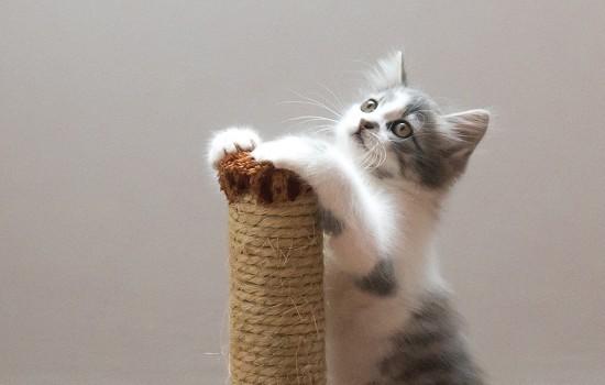怀孕的猫咪总是蹭你-图1