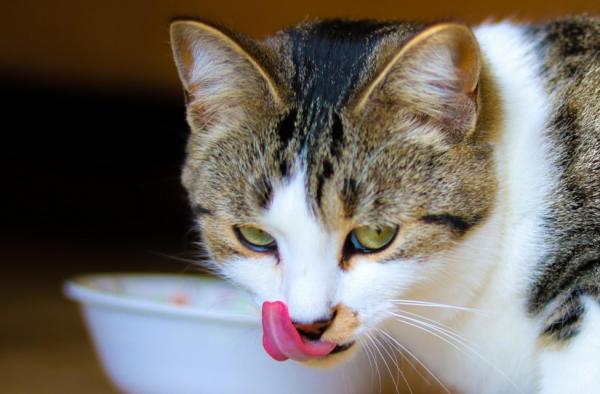 梦见很多饥饿恐怖的猫咪