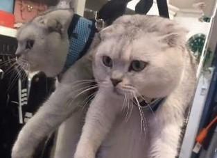 吊脖子猫是什么意思-图1