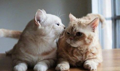 猫兄妹不小心生了小猫怎么力-图1