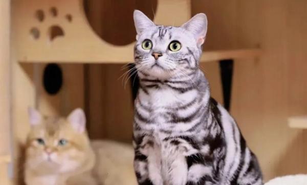 happy猫是什么猫-图1