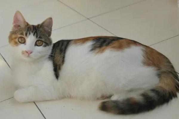 猫认为的猫中美人-图1