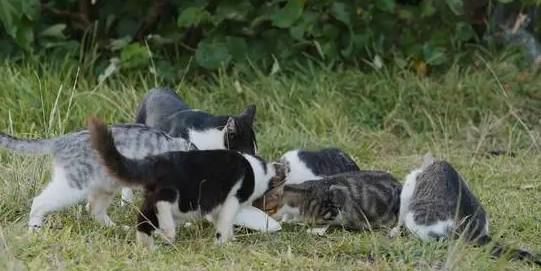 东北后院猫在什么-图1