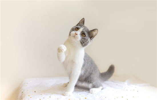 狸花猫对主人好的表现多久才认主-图1