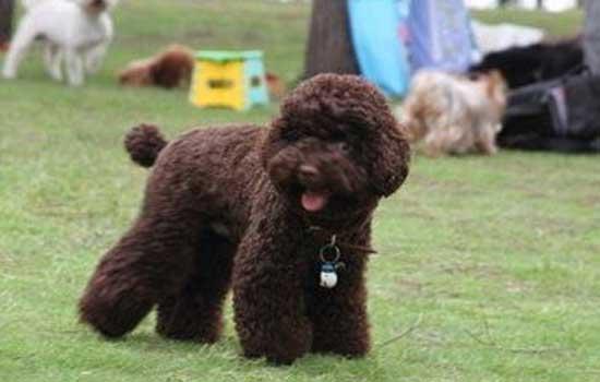养巨贵犬注意事项-图1