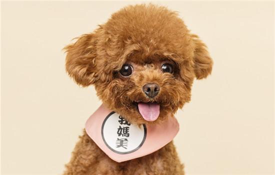 泰迪犬为什么叫泰迪-图1