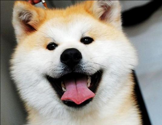 一般人养得起秋田犬吗-图1