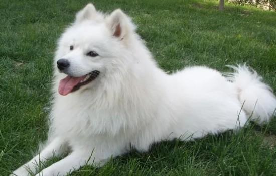 银狐犬和萨摩耶哪个贵-图1
