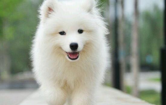 银狐犬和萨摩的区别在哪-图1
