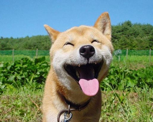 秋田犬智商相当于几岁小孩-图1