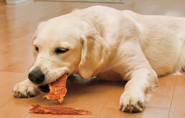 猫条狗狗可以吃吗-图1