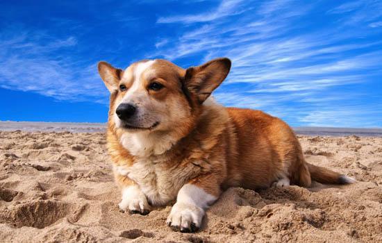 惠比特犬的优缺点-图1