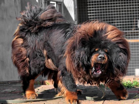 如何挑选藏獒幼犬-图1