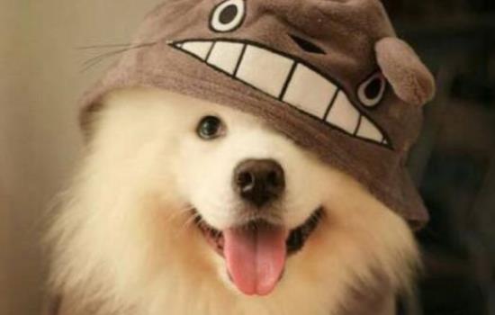 萨摩耶属于什么型号犬啊-图1