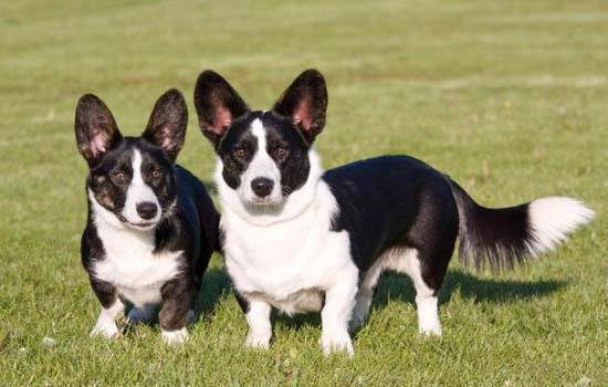 比特犬会保护主人吗-图1