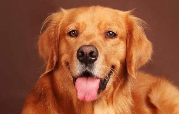 美国名犬有哪几种