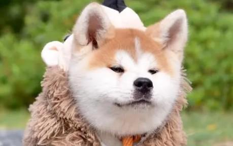 日本国犬是什么狗-图1