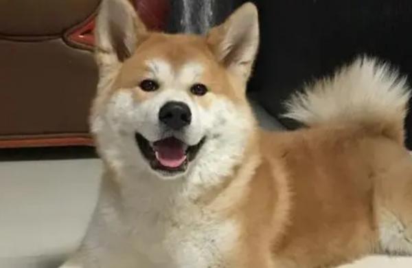 日本国犬叫什么名字-图1