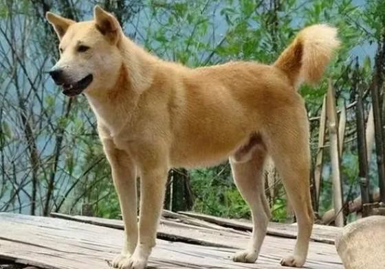 中国国犬有多少只-图1