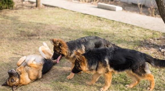 繁育犬是什么-图1