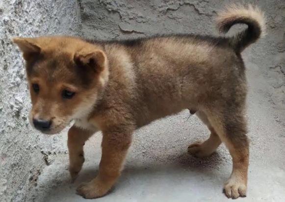 中国十大最受欢迎土狗犬-图1