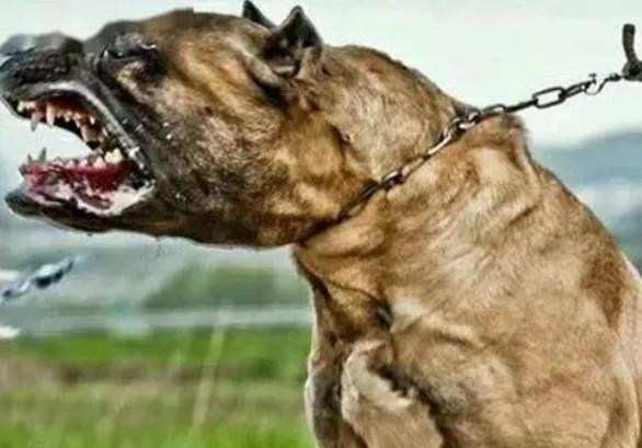 最凶猛的十大恶犬-图1