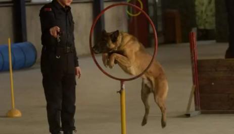 犬的训练科目主要有哪些-图1