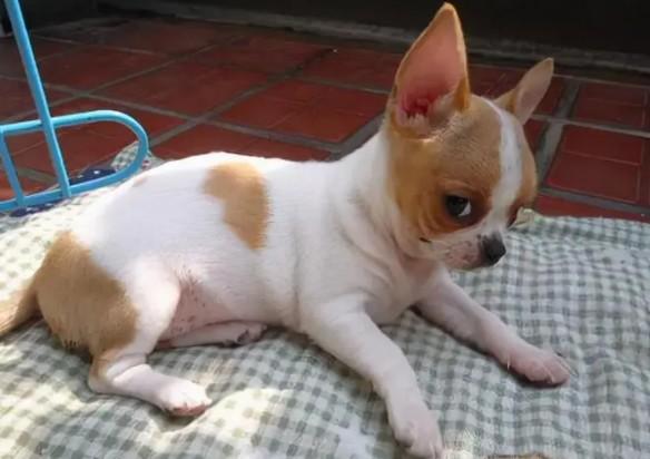 聪明的中小型犬排名-图1