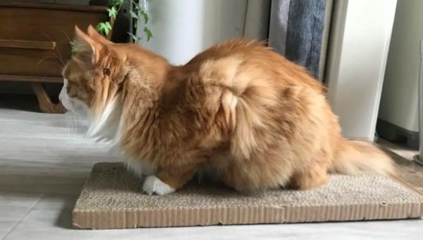 猫咪频繁母鸡蹲食欲减退