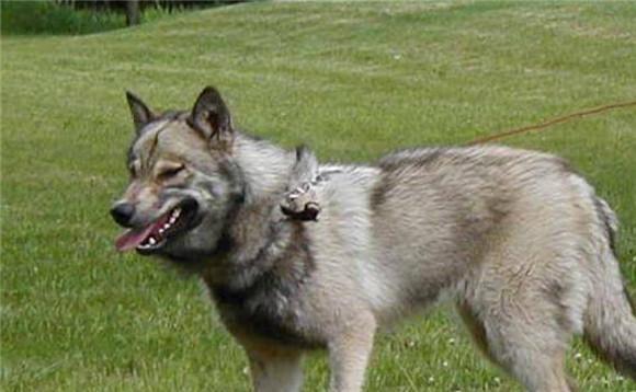 血统最接近狼的犬种-图1