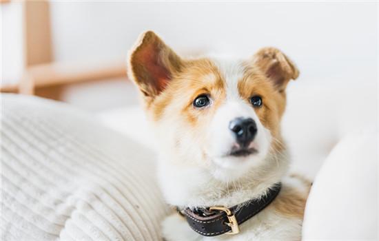 马尔济斯犬能活多少年-图1
