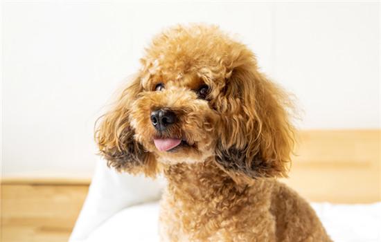 惠比特犬怎么挑选-图1