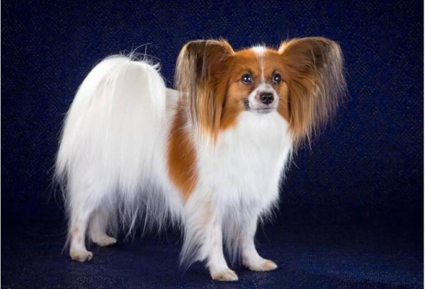 蝴蝶犬的优缺点-图1